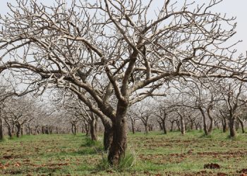 Fıstık üreticileri: Ya çiftçiliği bırakacağız ya yönetenleri değiştireceğiz
