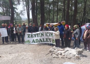 İkizköy’de sökülen zeytin ağaçları geri dikilecek