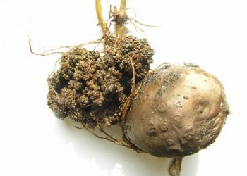 Kanserli patates ihtimali nedeniyle 26 il karantinada