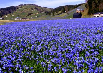 Trabzon’da, Kadıralak Yaylasının doğal güzelliği korunmazsa yok olacak