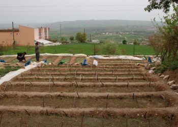 Tütün çiftçisi: Bu sistemle geçinemeyiz