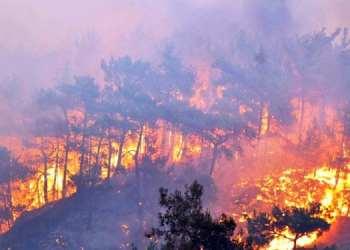 Türkiye’de son 10 yıldaki orman kaybının yüzde 61.5’i geçen yılki yangınlarda yaşandı