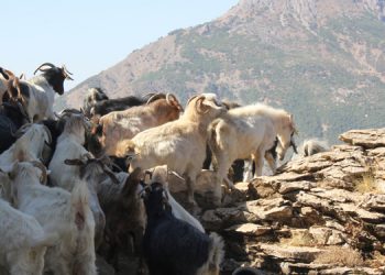 Yem fiyatlarına üçüncü zam geldi