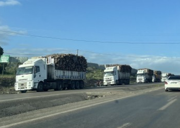 Korucular Besta’yı yok ediyor