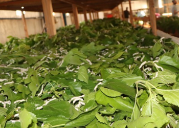 Koza üreticileri: Bırakma noktasına geldik