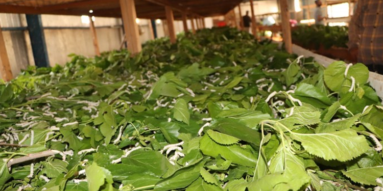 Koza üreticileri: Bırakma noktasına geldik Koza üreticileri: Bırakma noktasına geldik