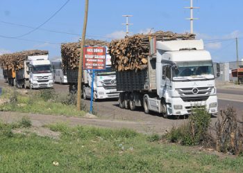 Besta’da ağaç kıyımı sürüyor