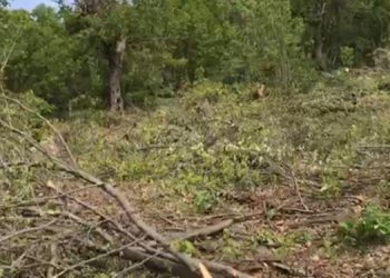 Köylülere baskı: Ağaçları kesmezseniz korucular kesecek