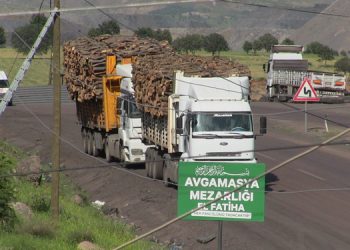 Ekolojik talan: Besta yok ediliyor