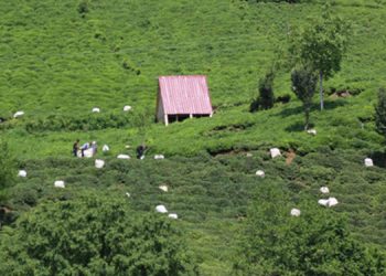 Erdoğan yaş çay alım fiyatlarını açıkladı: Üreticilerin talepleri karşılık bulmadı