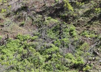 MEH: Ağaç kesimi savaş pratiğinin sonucudur