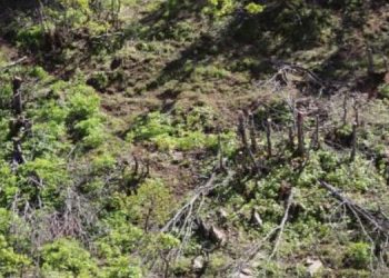 Şenyayla’da karakol inşası için ağaç kıyımı