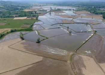 Sinoplu çeltik üreticisi: Kilosu 10 lira civarında olursa, ancak kurtarır