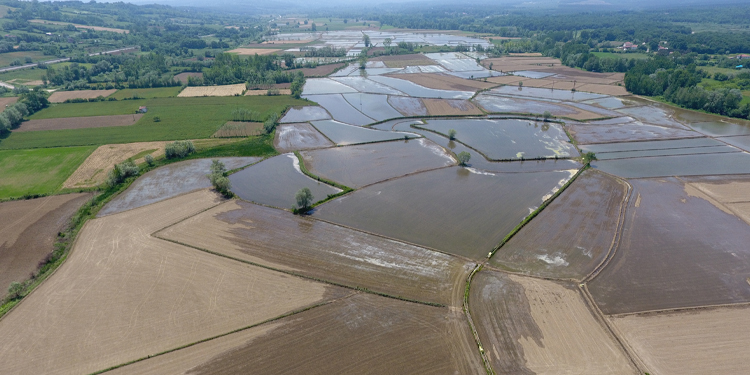 Sinoplu çeltik üreticisi: Kilosu 10 lira civarında olursa, ancak kurtarır Sinoplu çeltik üreticisi: Kilosu 10 lira civarında olursa, ancak kurtarır