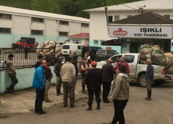 Yaş çay alım kampanyası Rize’de sorunlu başladı: Çay üreticileri mağdur edildi