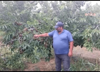 Honazlı çiftçi, kiraz fiyatı maliyetini karşılayamayınca ağaçlarını kesti