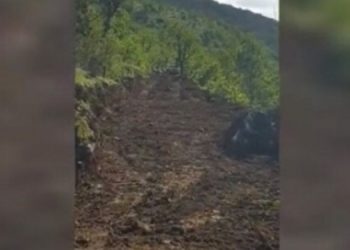 AKP-KDP işbirliğinde Berwarî bölgesinde ağaç kıyımı