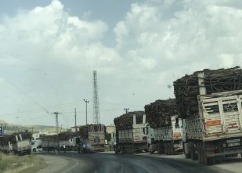 Besta’da ağaç kıyımı: Geleceğimiz tehlikede