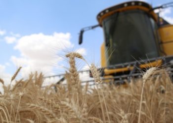 Buğday hasadı başladı: Mazot çiftçiyi perişan etti