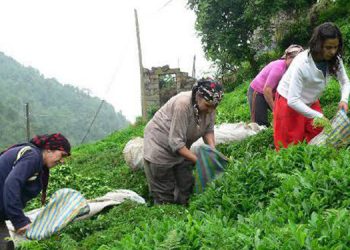 Şirketler için Çay Kanun Tasarısı