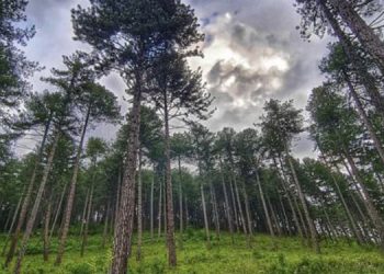Muğla’da ormanlara giriş yasaklandı