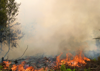 Marmaris’te orman yangını