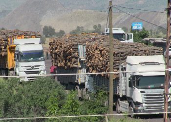 Şırnak’ta kesilen ağaçlar Facebook’ta satılıyor