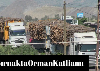 Şırnak Barosu’ndan #ŞırnaktaOrmanKatliamı kampanyası