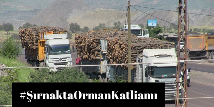 Şırnak Barosu’ndan #ŞırnaktaOrmanKatliamı kampanyası Şırnak Barosu’ndan #ŞırnaktaOrmanKatliamı kampanyası
