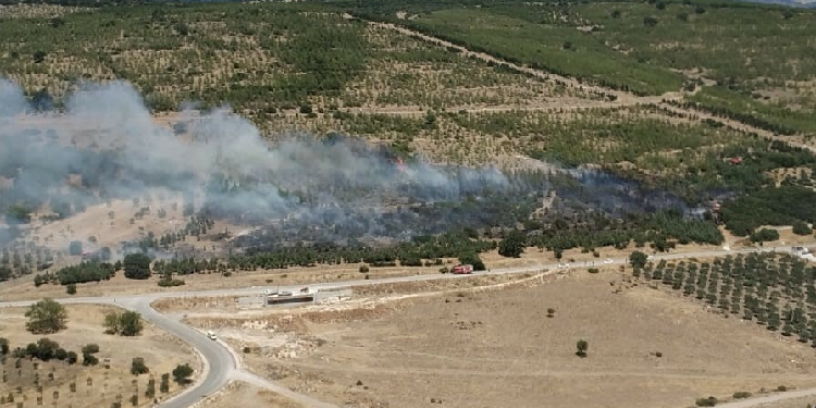 Aliağa’da ağaçlandırma sahasında yangın Aliağa’da ağaçlandırma sahasında yangın