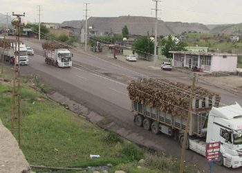 Avukat Tay: Şırnak’ta doğa katliamı yaşanıyor