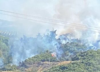 Aydın’da orman yangını