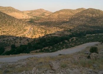 Batman’da “kurt” gerekçesiyle ağaç kıyımı yapılacak