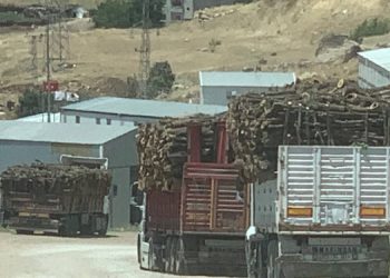 Besta çoraklaştırılıyor: 14 bölgede ağaç kıyımı başlatıldı