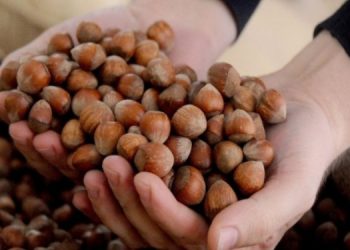 Fındık taban fiyatına tepki: Yetiştirici mağdur edildi