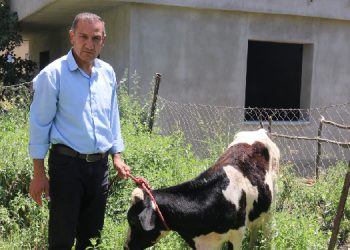 HDP’li eşbaşkanın hayvanları ateş açılarak öldürüldü