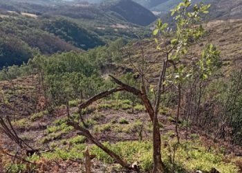 Hozat’ta ağaç kıyımı