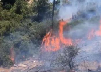İzmir’de orman yangını
