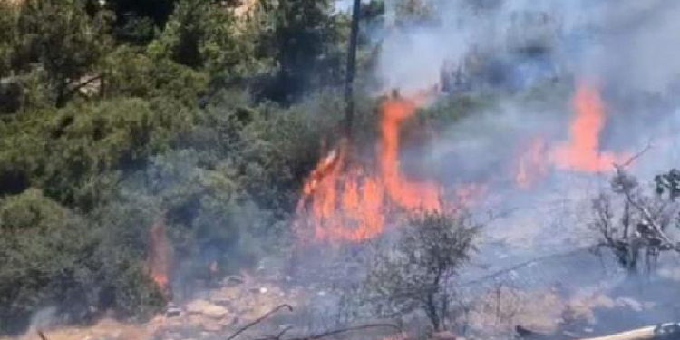 İzmir’de orman yangını İzmir’de orman yangını