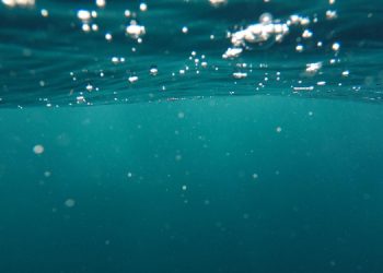 İzmir’de sahil deniz marulu ile yeşile büründü