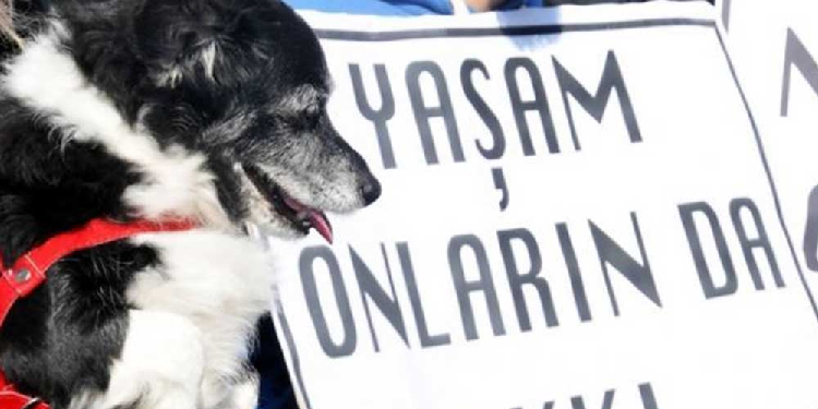 İzmir’de yüzlerce köpek katledildi İzmir’de yüzlerce köpek katledildi