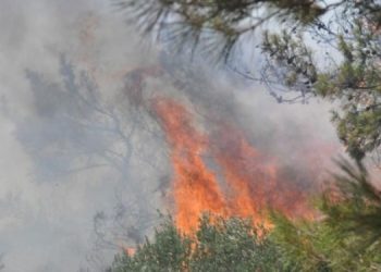 Muğla’da orman yangını