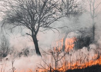 Antalya’da orman yangını