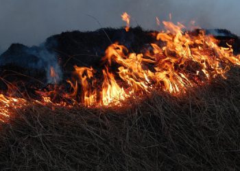 Adana’da 6 noktada çıkan orman yangını söndürüldü