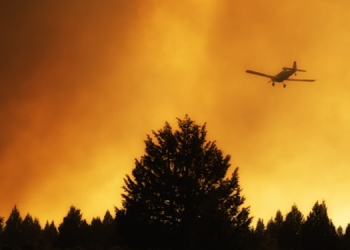 Muğla’da orman yangını