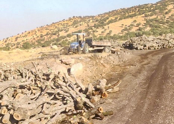 Girişleri yasak olan köyde orman kıyımı sürüyor