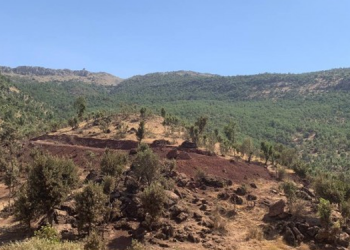 Rîsor’da ağaç kıyımı için yeni yollar yapılıyor