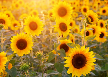 Üreticiler ayçiçeği alım fiyatına tepkili: Çukobirlik 3 kez alım fiyatını değiştirdi