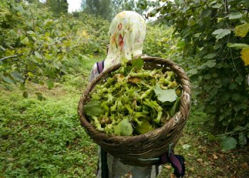 Fındık alım fiyatına tepki