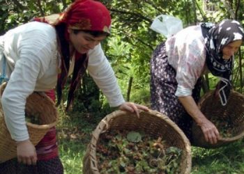 Fındık üreticilerinden eylem çağrısı